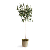 Napa  OLIVE TREE POTTED 46"
