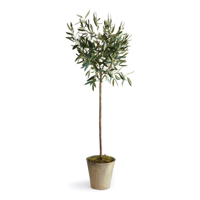 Napa  OLIVE TREE POTTED 46"