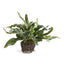 Napa For pots that fit this fern, click Dropin System above ECHEVERIA FERN DROP-IN 11.5"