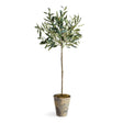 Napa  OLIVE TREE POTTED 30"