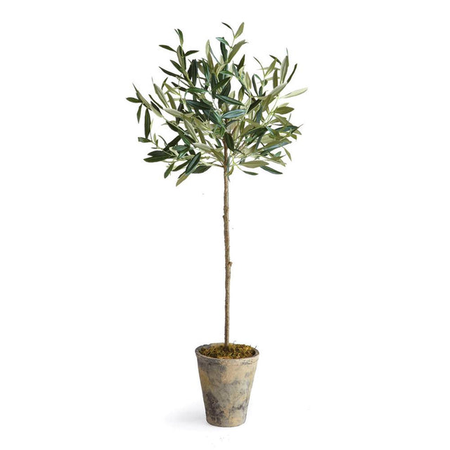 Napa  OLIVE TREE POTTED 30"