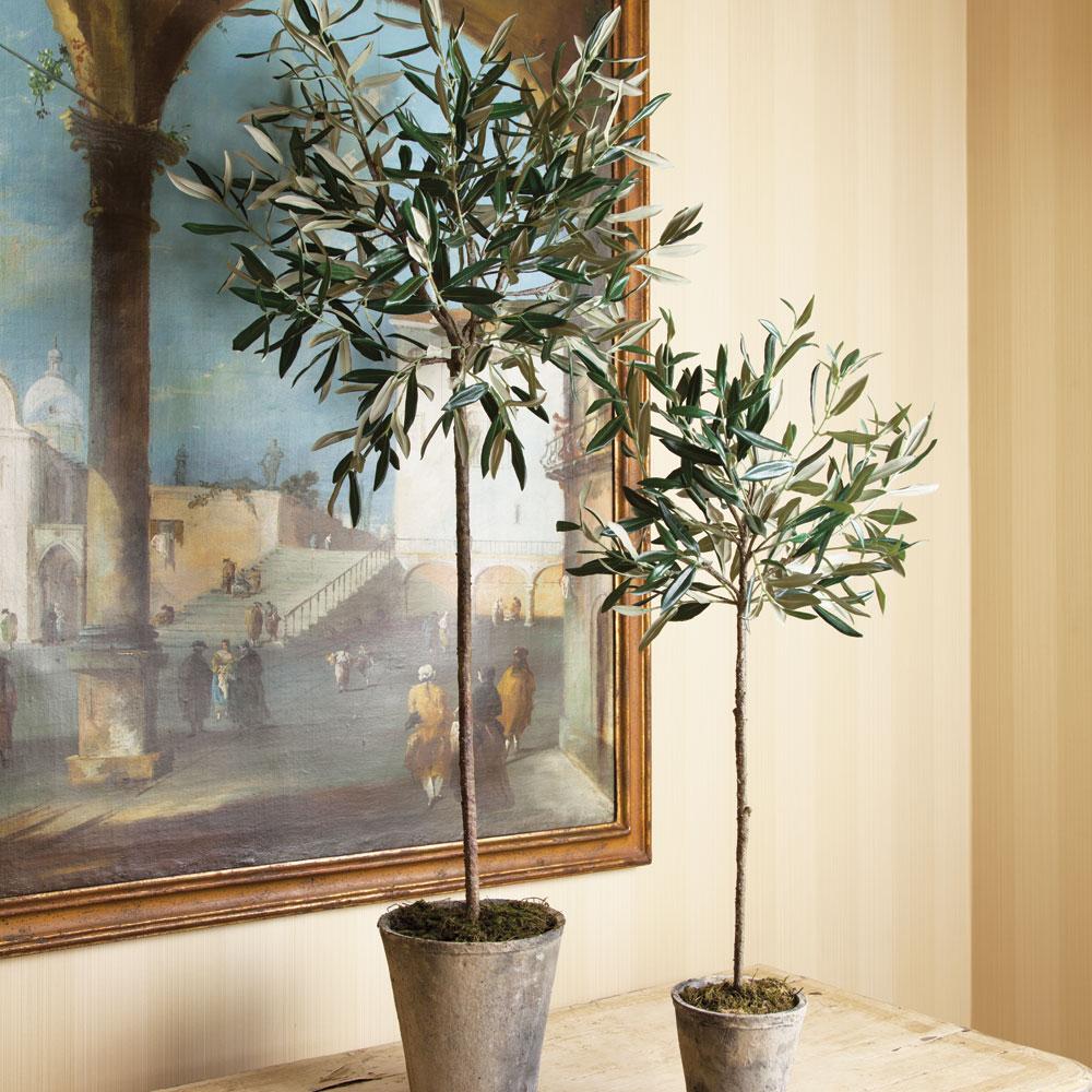 Napa  OLIVE TREE POTTED 30"
