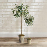 Napa  OLIVE TREE POTTED 30"