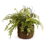 Napa  BOSTON FERN RUSTIC DROP-IN 12"