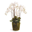 Napa White PHALAENOPSIS ORCHID DROP-IN 36"