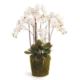 Napa White PHALAENOPSIS ORCHID DROP-IN 36"