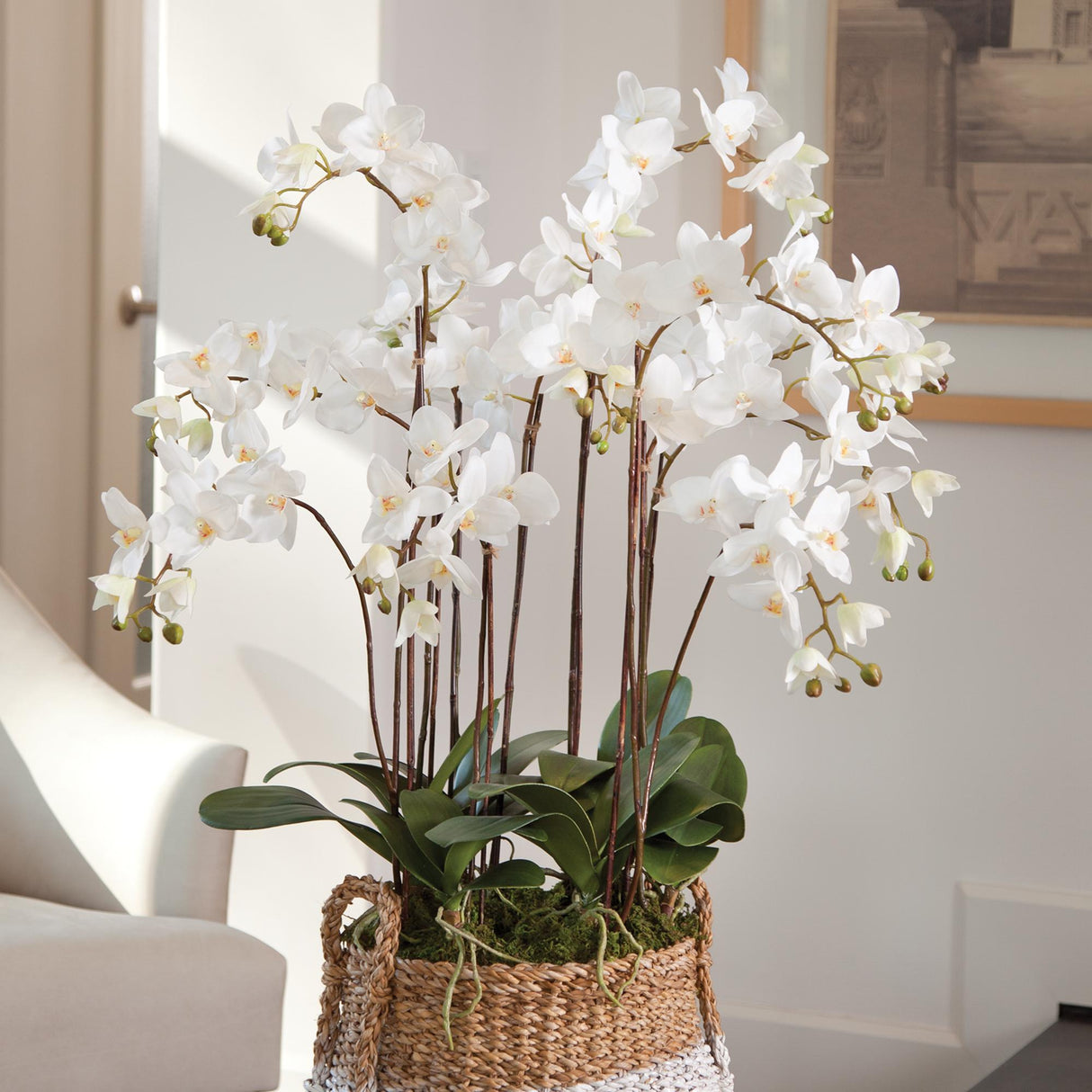 Napa White PHALAENOPSIS ORCHID DROP-IN 36"