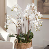 Napa White PHALAENOPSIS ORCHID DROP-IN 36"