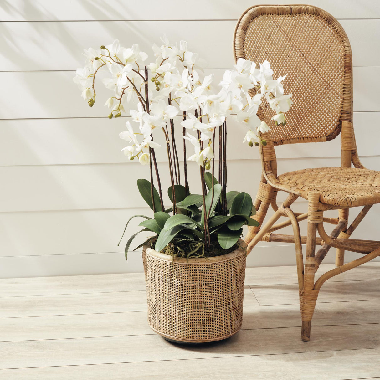 Napa White PHALAENOPSIS ORCHID DROP-IN 36"