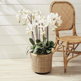 Napa White PHALAENOPSIS ORCHID DROP-IN 36"