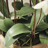 Napa White PHALAENOPSIS ORCHID DROP-IN 36"