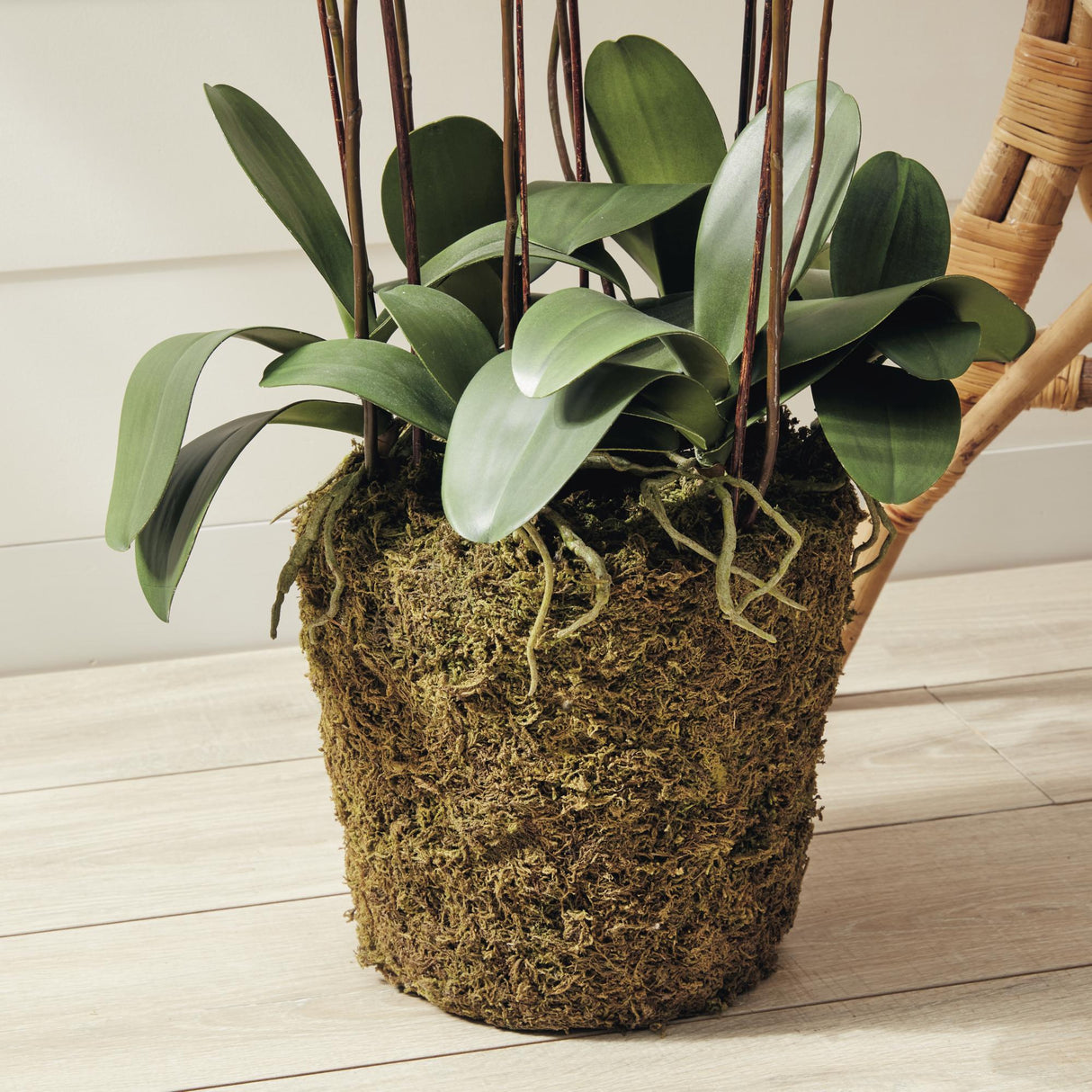 Napa White PHALAENOPSIS ORCHID DROP-IN 36"