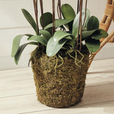 Napa White PHALAENOPSIS ORCHID DROP-IN 36"