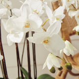 Napa White PHALAENOPSIS ORCHID DROP-IN 36"