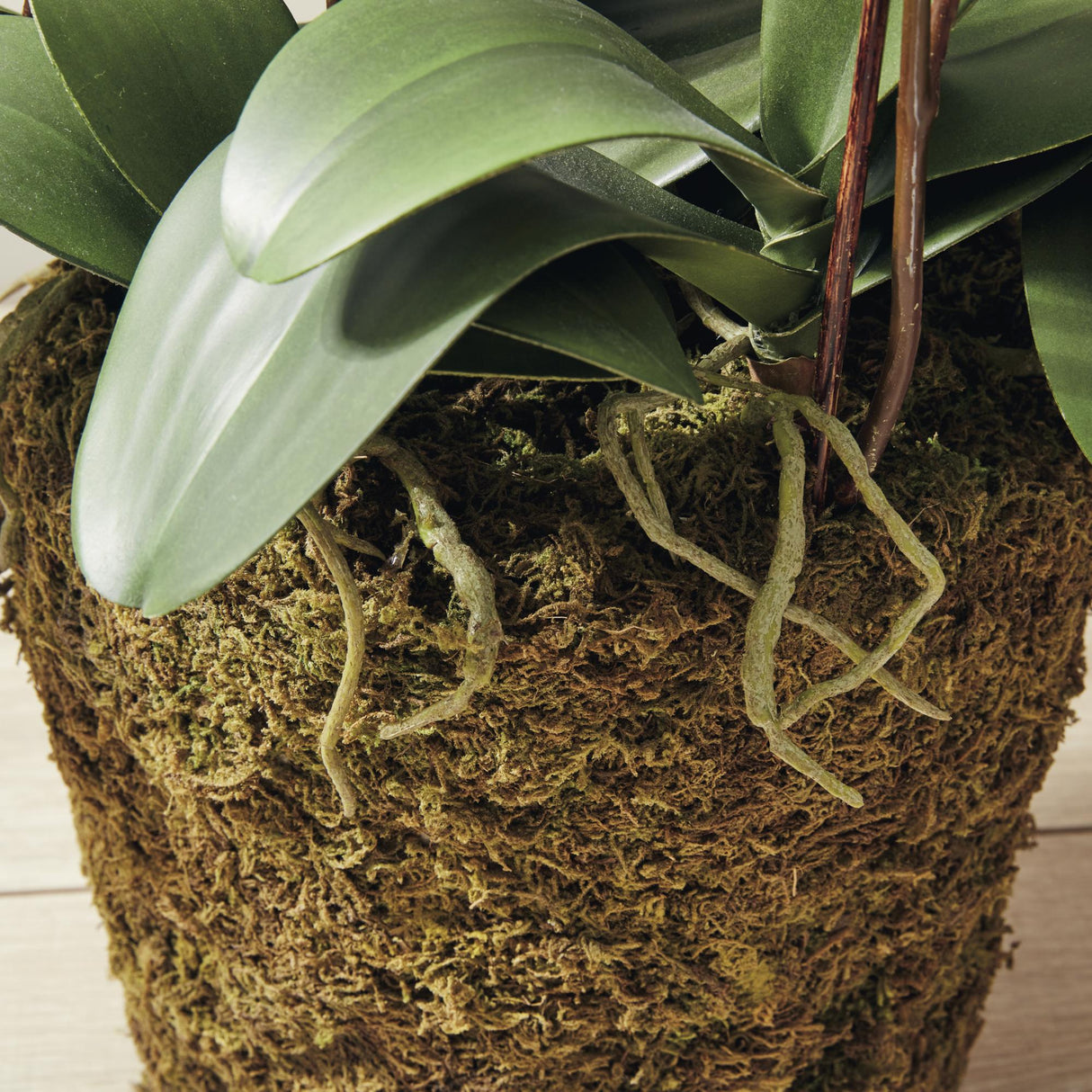 Napa White PHALAENOPSIS ORCHID DROP-IN 36"