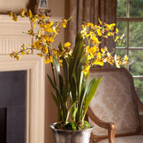 Napa  DANCING ORCHID DROP-IN 32"