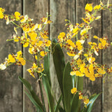 Napa  DANCING ORCHID DROP-IN 32"