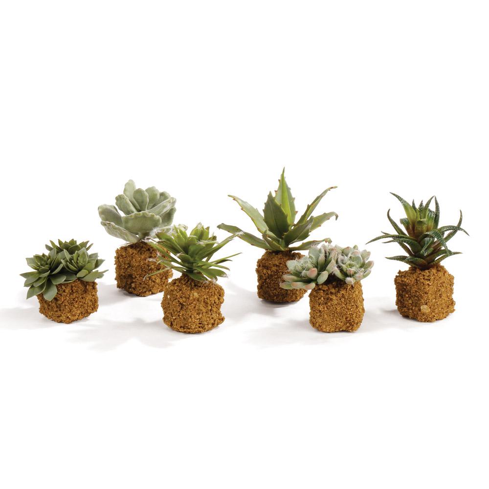 Napa  SUCCULENT DROP-INS 5.5"