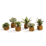 Napa  SUCCULENT DROP-INS 5.5"