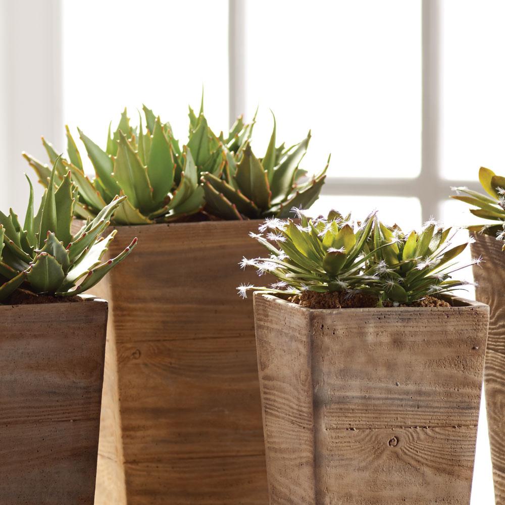 Napa  SUCCULENT DROP-INS 5.5"
