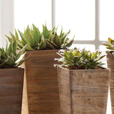 Napa  SUCCULENT DROP-INS 5.5"