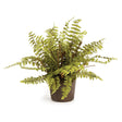 Napa  BOSTON FERN DROP-IN 12"