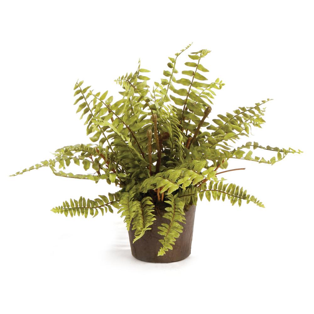 Napa  BOSTON FERN DROP-IN 12"