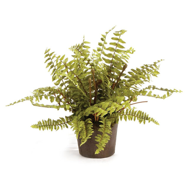 Napa  BOSTON FERN DROP-IN 12"
