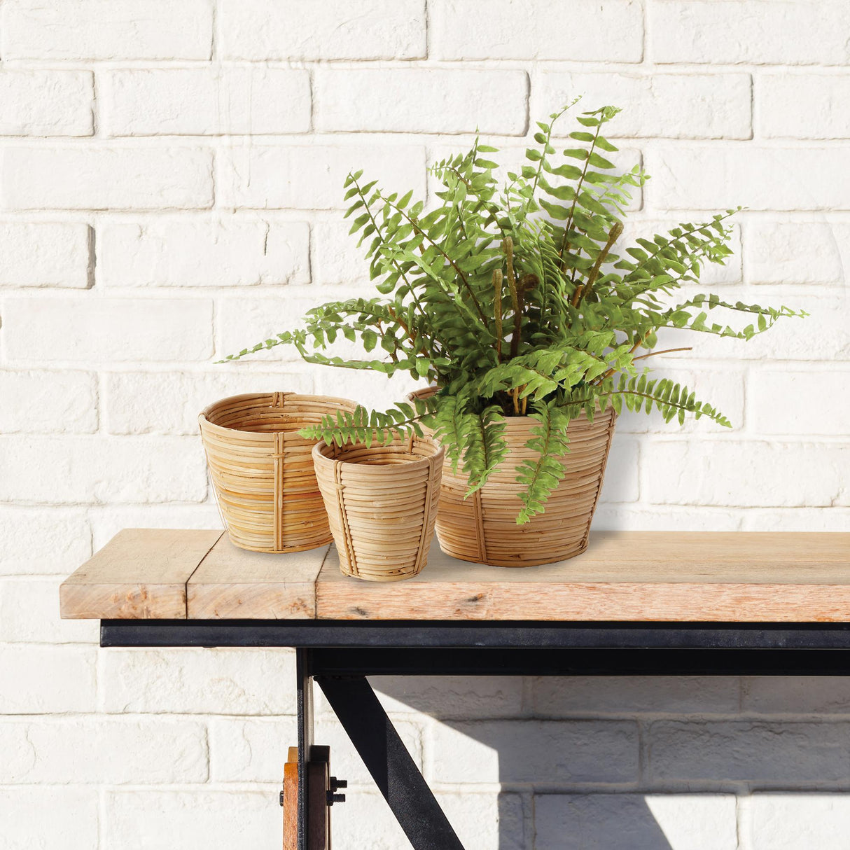 Napa  BOSTON FERN DROP-IN 12"