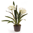 Napa White AGAPANTHUS DROP-IN 23"