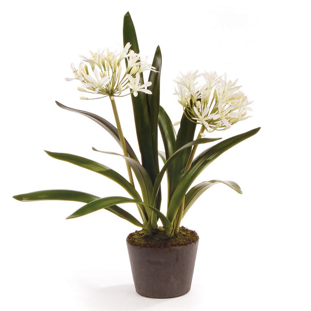 Napa White AGAPANTHUS DROP-IN 23"