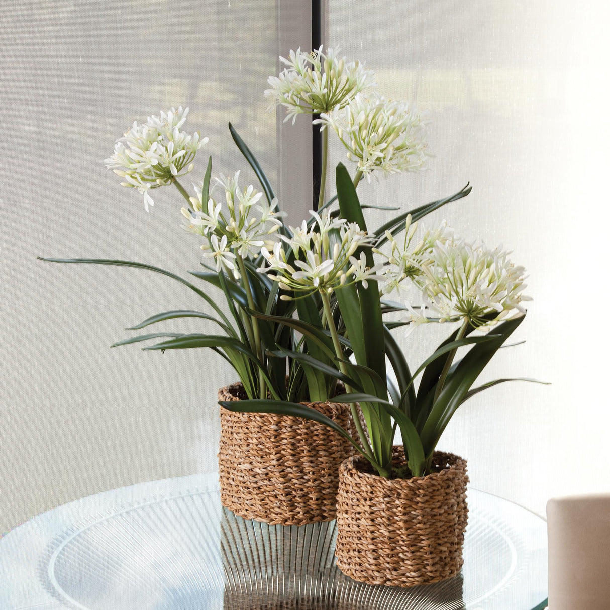 Napa White AGAPANTHUS DROP-IN 23"