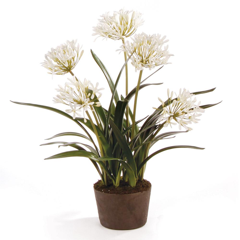 Napa White AGAPANTHUS DROP-IN 29"