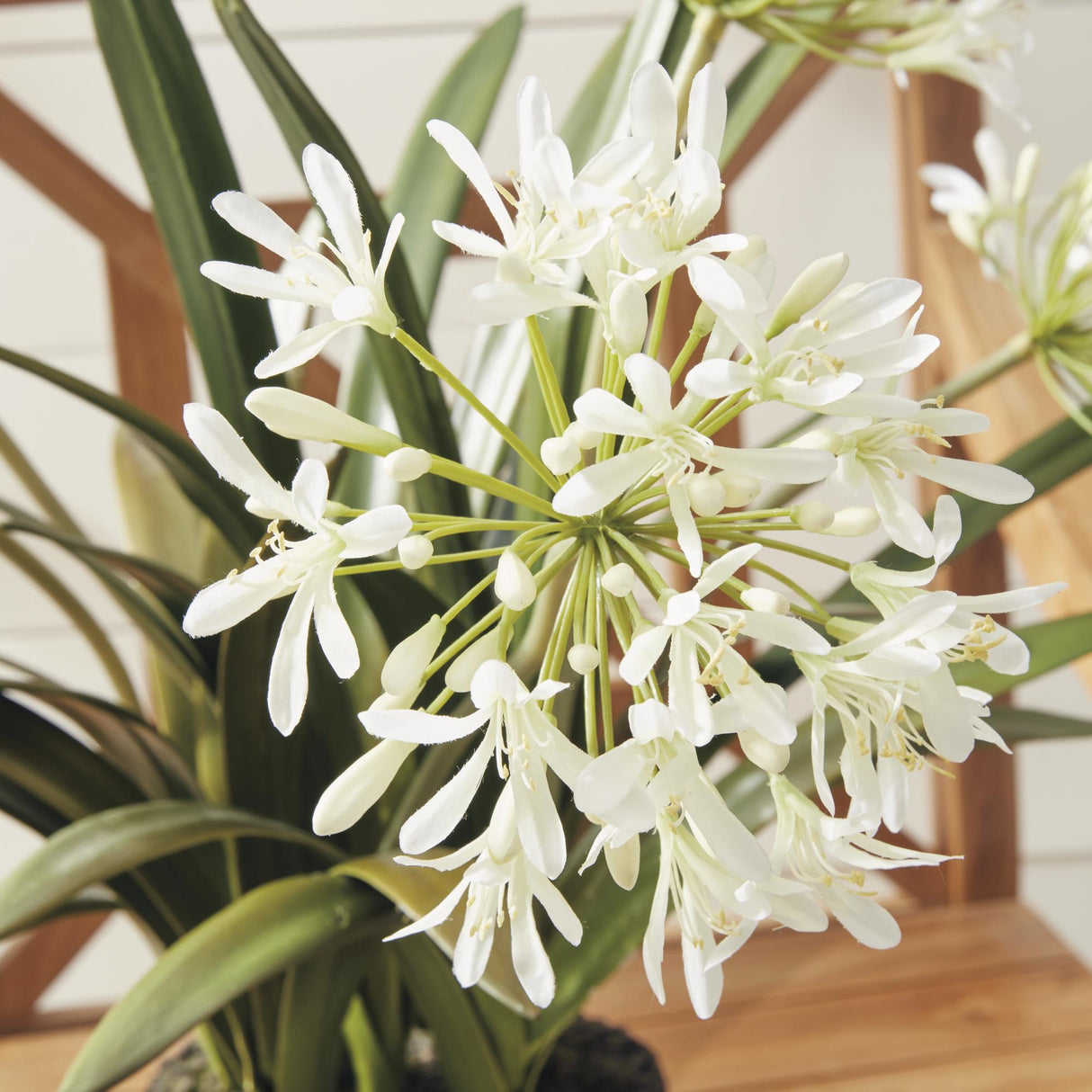 Napa White AGAPANTHUS DROP-IN 29"