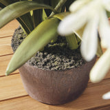 Napa White AGAPANTHUS DROP-IN 29"