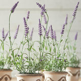Napa  FRENCH LAVENDER DROP-IN 13", SET OF 6