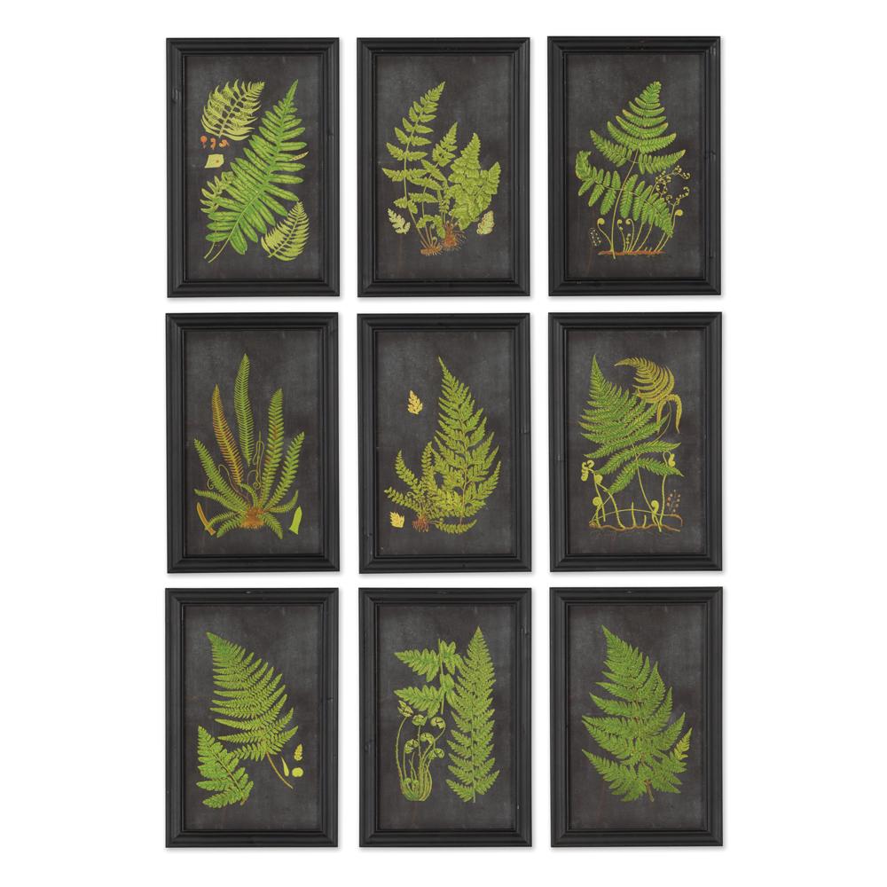 Napa Black FRAMED FERN BOTANICAL PRINTS, SET OF 9