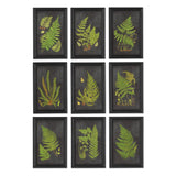 Napa Black FRAMED FERN BOTANICAL PRINTS, SET OF 9