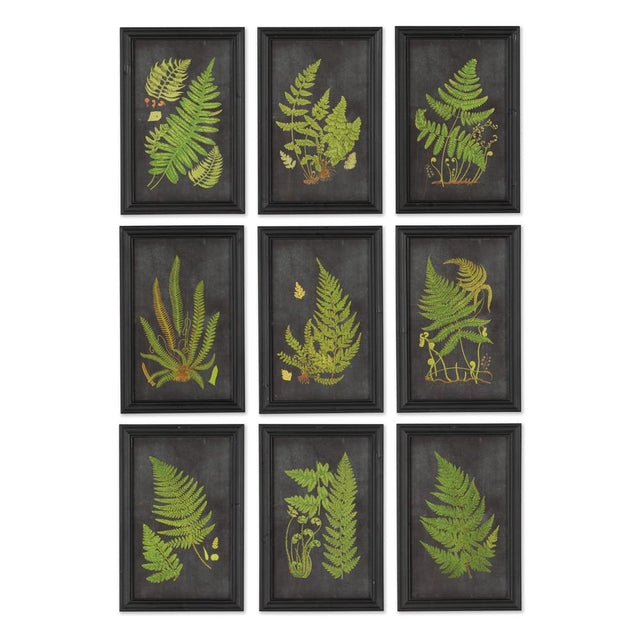 Napa Black FRAMED FERN BOTANICAL PRINTS, SET OF 9