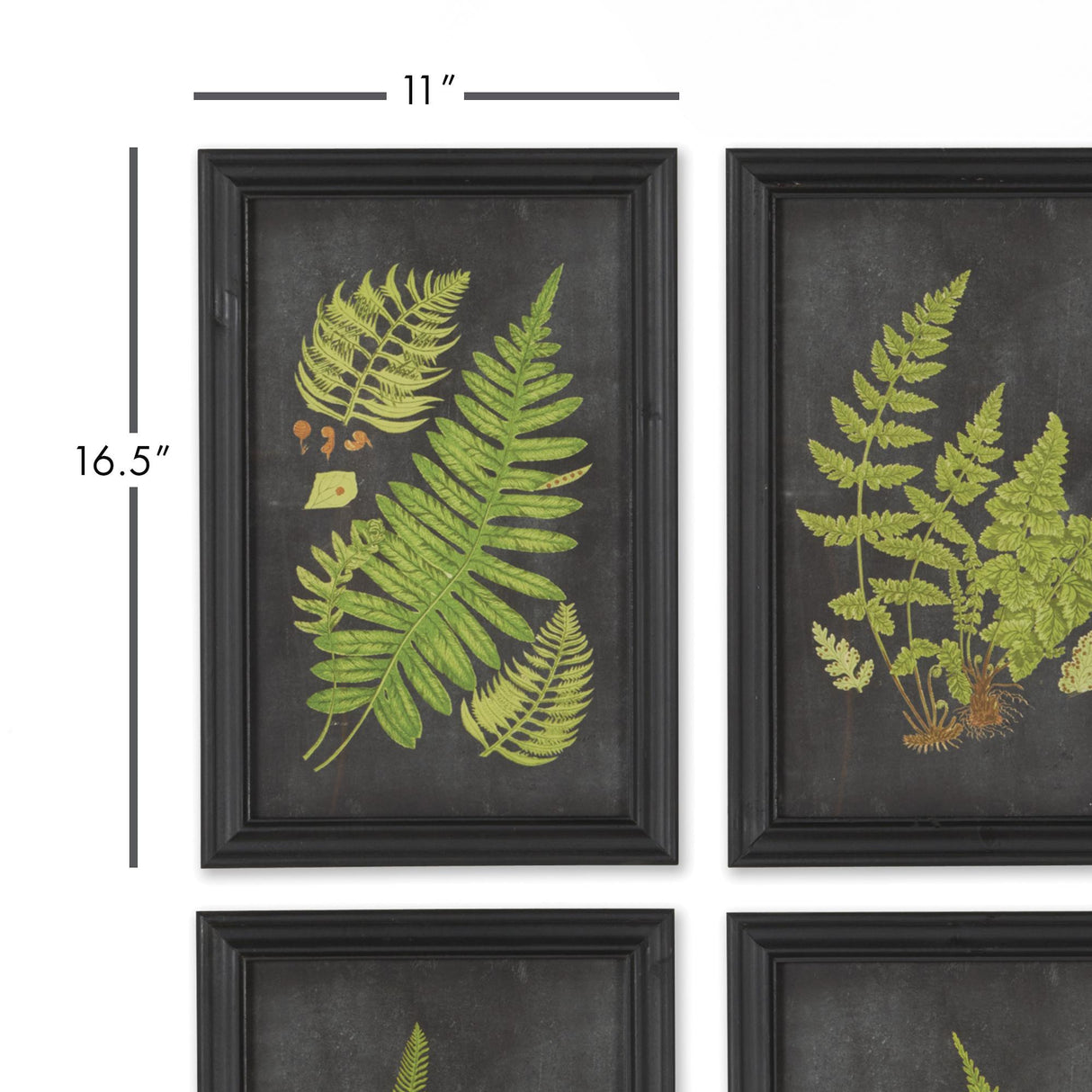Napa Black FRAMED FERN BOTANICAL PRINTS, SET OF 9