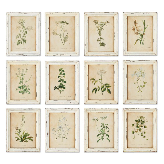 Napa Antique Cream FRAMED WILD FLOWER BOTANICAL PRINTS, SET OF 12