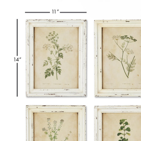 Napa Antique Cream FRAMED WILD FLOWER BOTANICAL PRINTS, SET OF 12