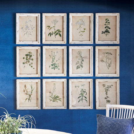 Napa Antique Cream FRAMED WILD FLOWER BOTANICAL PRINTS, SET OF 12