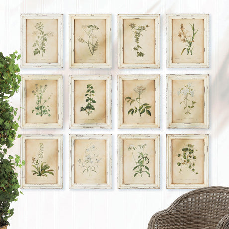 Napa Antique Cream FRAMED WILD FLOWER BOTANICAL PRINTS, SET OF 12