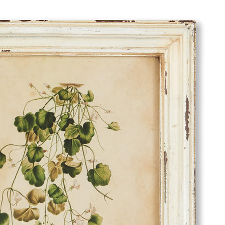 Napa Antique Cream FRAMED WILD FLOWER BOTANICAL PRINTS, SET OF 12