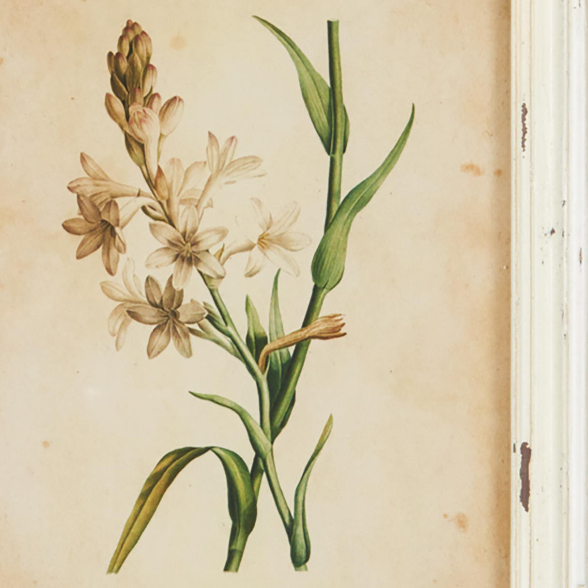 Napa Antique Cream FRAMED WILD FLOWER BOTANICAL PRINTS, SET OF 12