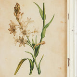 Napa Antique Cream FRAMED WILD FLOWER BOTANICAL PRINTS, SET OF 12