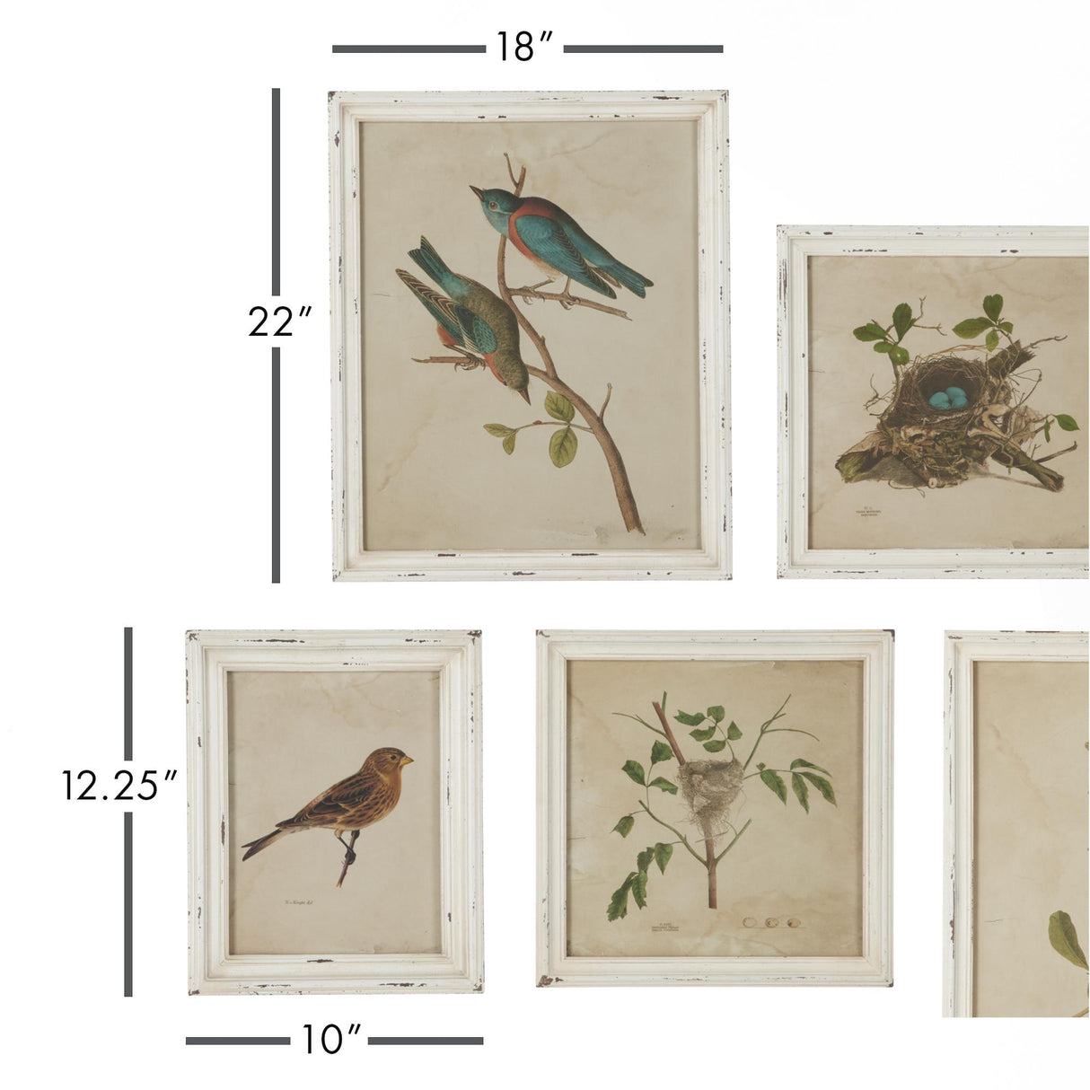 Napa Antique Cream FRAMED AVIARY BIRD & NEST HABITAT PRINTS, SET OF 9