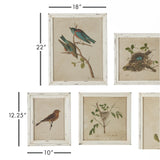 Napa Antique Cream FRAMED AVIARY BIRD & NEST HABITAT PRINTS, SET OF 9