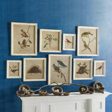 Napa Antique Cream FRAMED AVIARY BIRD & NEST HABITAT PRINTS, SET OF 9
